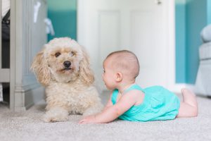 Baby and a brown dog